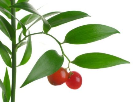 Hypelates - Danæ racemosa - иглица (даная) кистистая